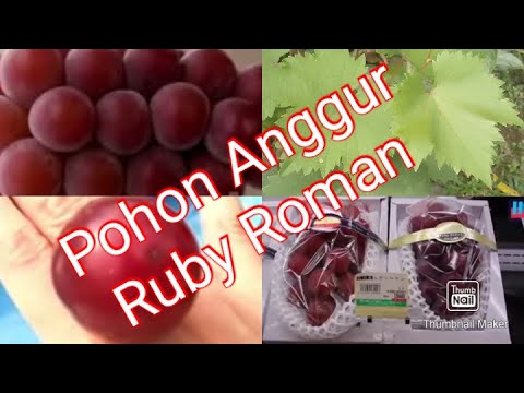 Detail Anggur Ruby Roman Nomer 42