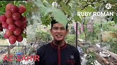 Detail Anggur Ruby Roman Nomer 45