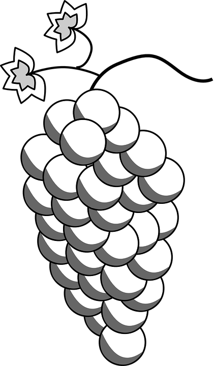 Detail Anggur Vector Png Nomer 19