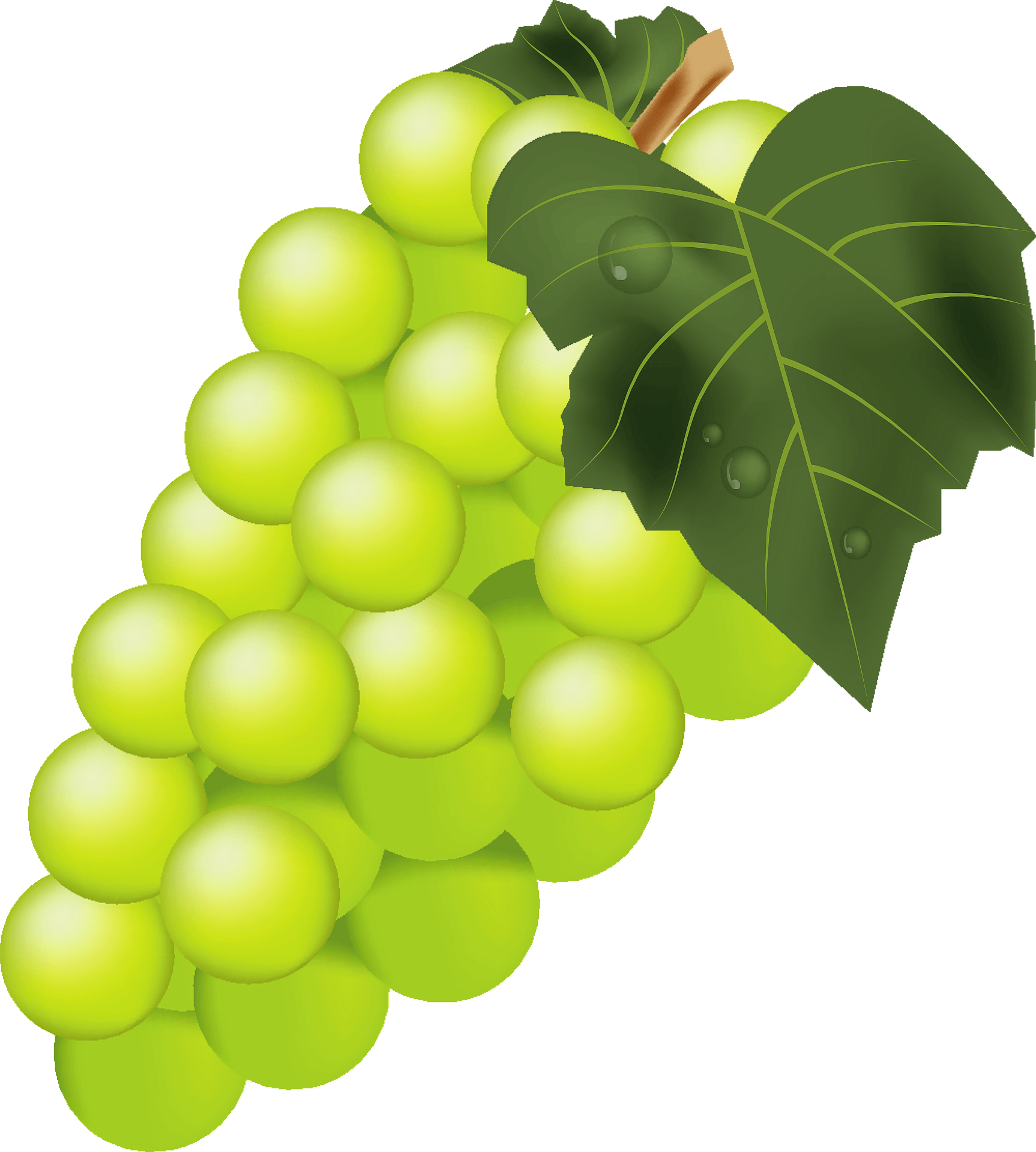 Detail Anggur Vector Png Nomer 21