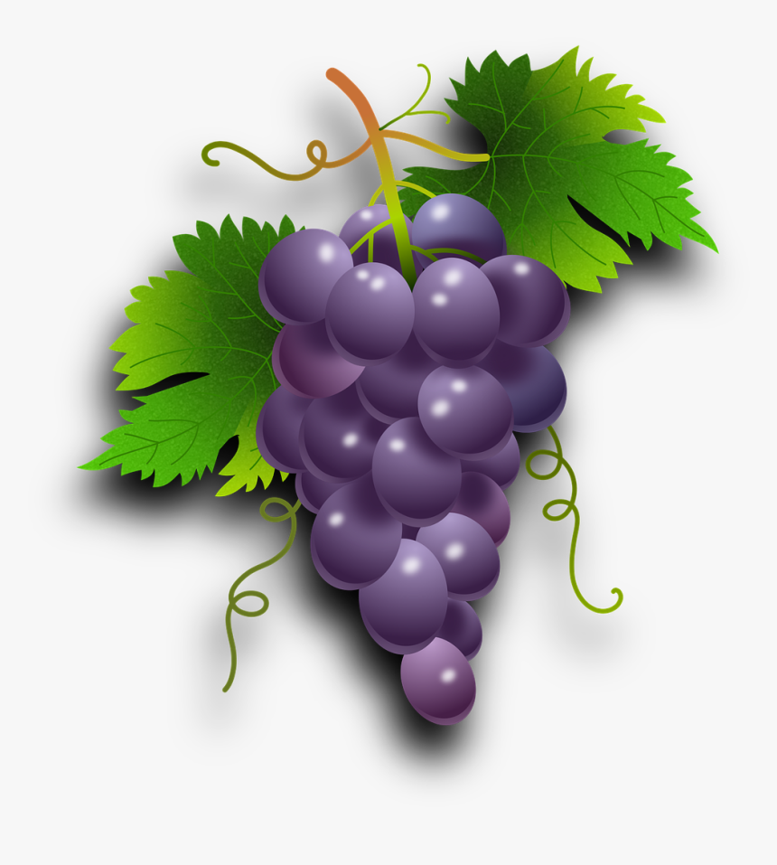 Detail Anggur Vector Png Nomer 25