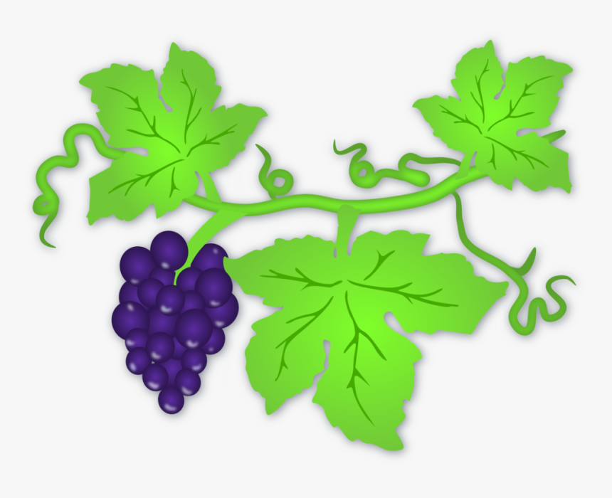 Detail Anggur Vector Png Nomer 5