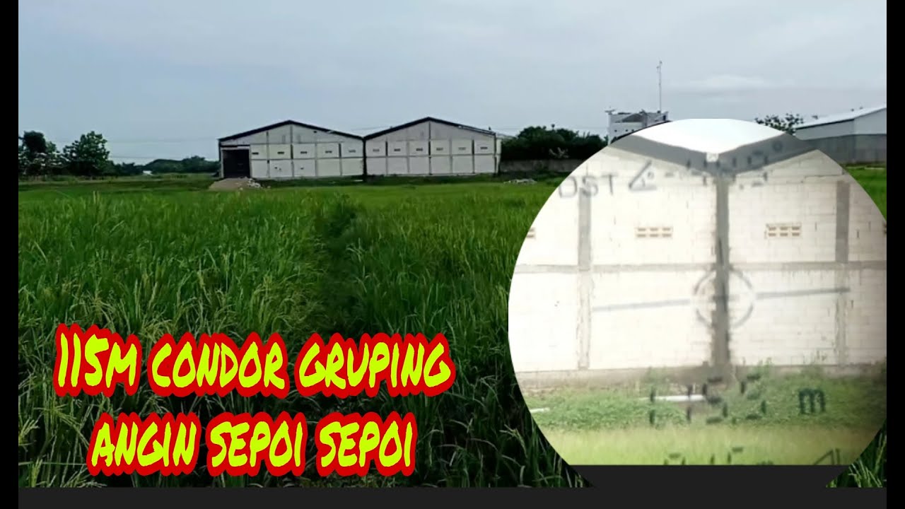 Detail Angin Sepoi Sepoi Nomer 45