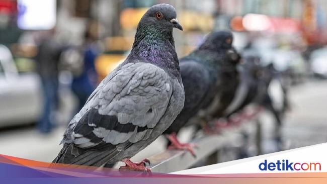 Detail Angka Burung Merpati Nomer 31