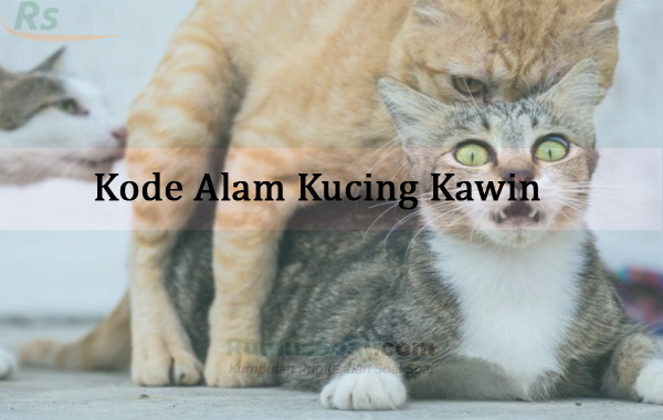 Detail Angka Kode Alam Anak Kucing Nomer 17