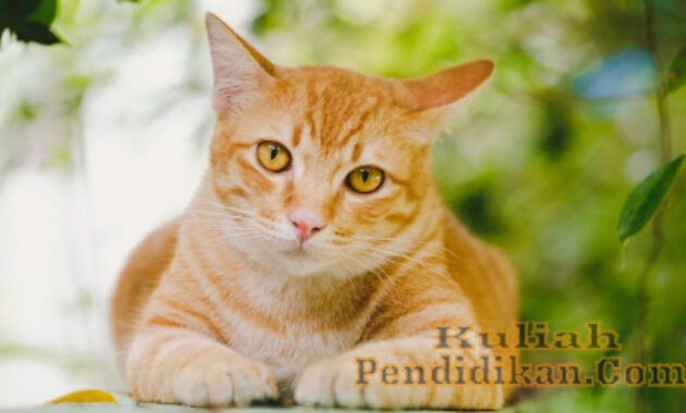 Detail Angka Kode Alam Anak Kucing Nomer 35