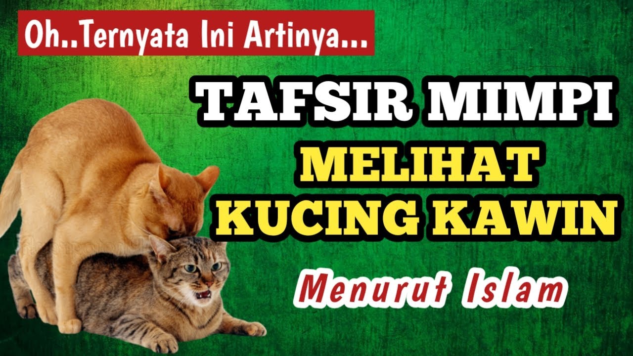 Detail Angka Kode Alam Anak Kucing Nomer 47