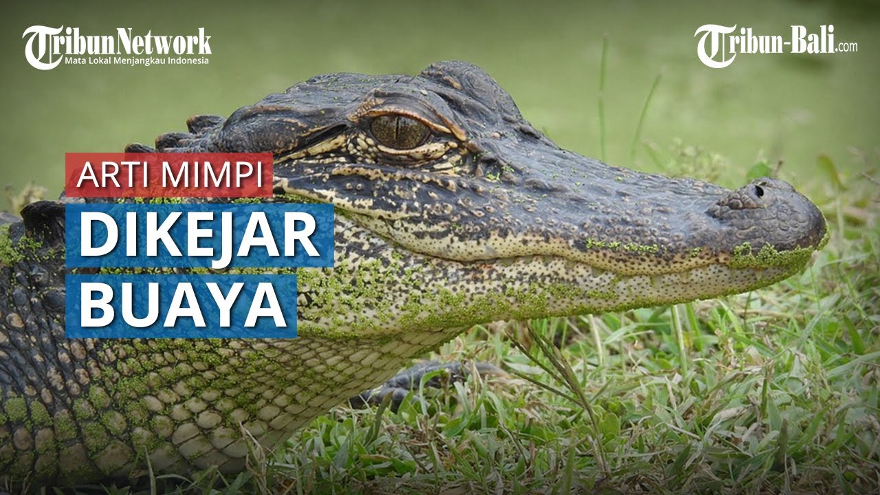 Detail Angka Mistik Buaya Nomer 42