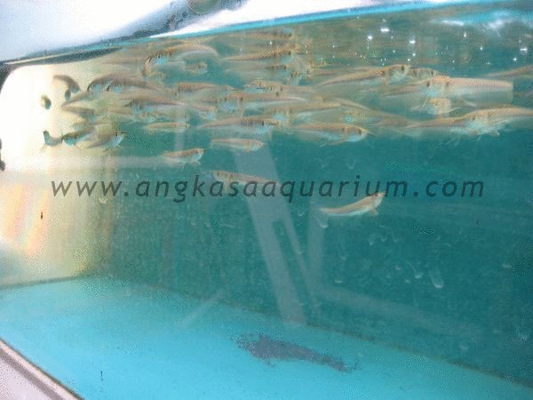 Detail Angkasa Aquarium Nomer 37