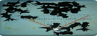 Detail Angkasa Aquarium Nomer 52
