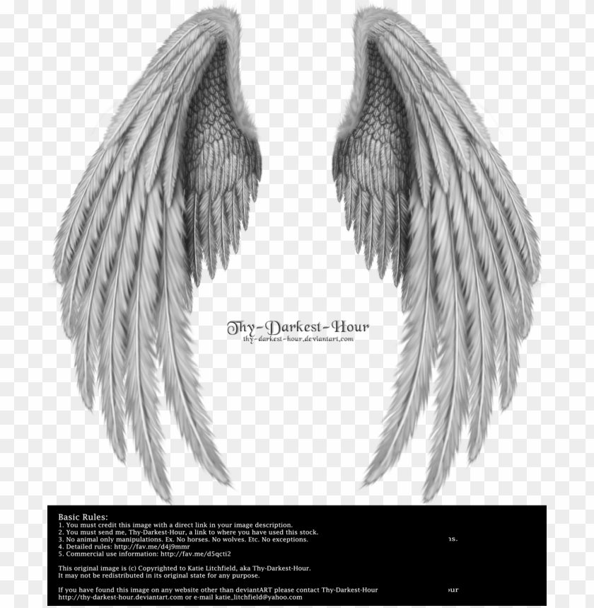 Detail Angle Wing Images Nomer 16