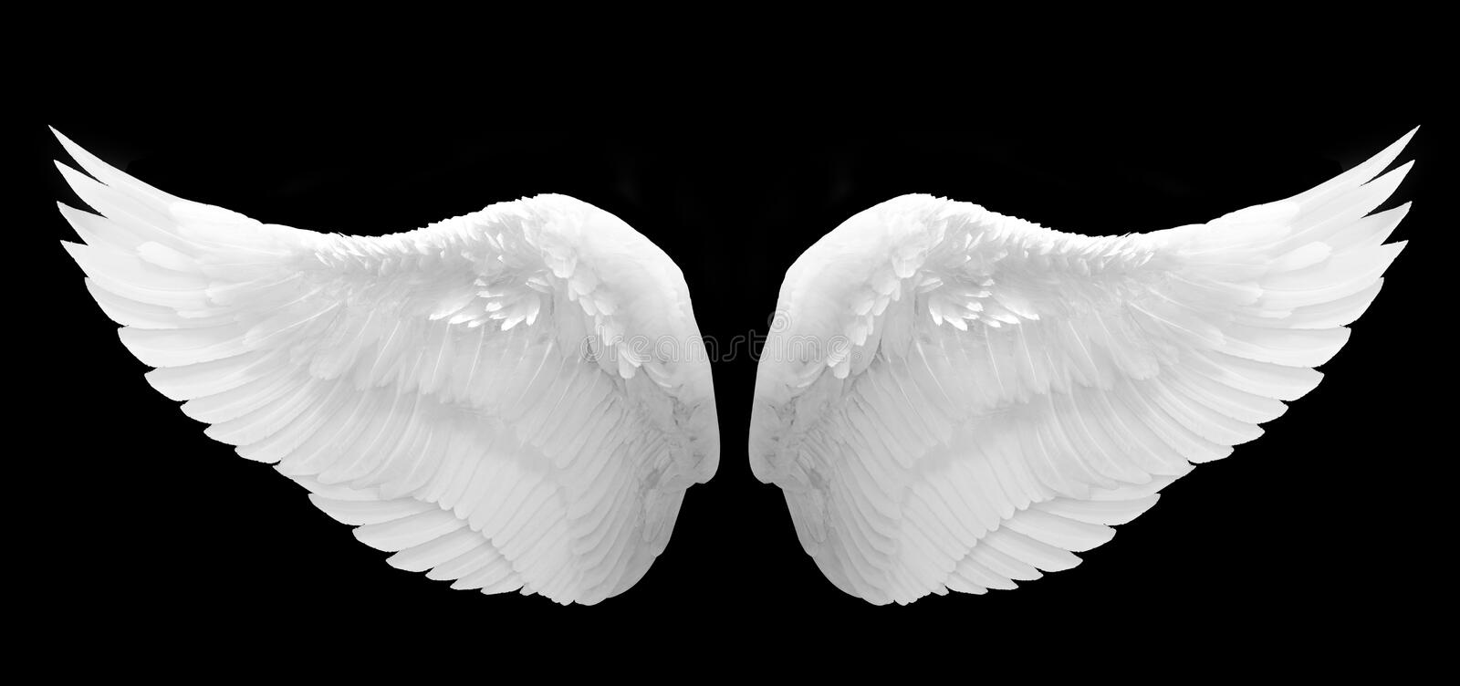Detail Angle Wing Pics Nomer 6
