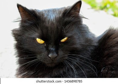 Detail Angry Black Cat Meme Nomer 18