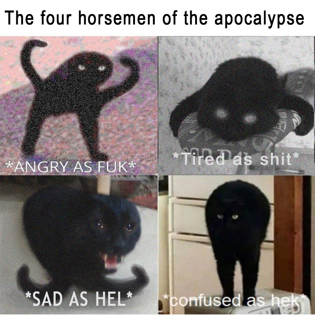 Detail Angry Black Cat Meme Nomer 6