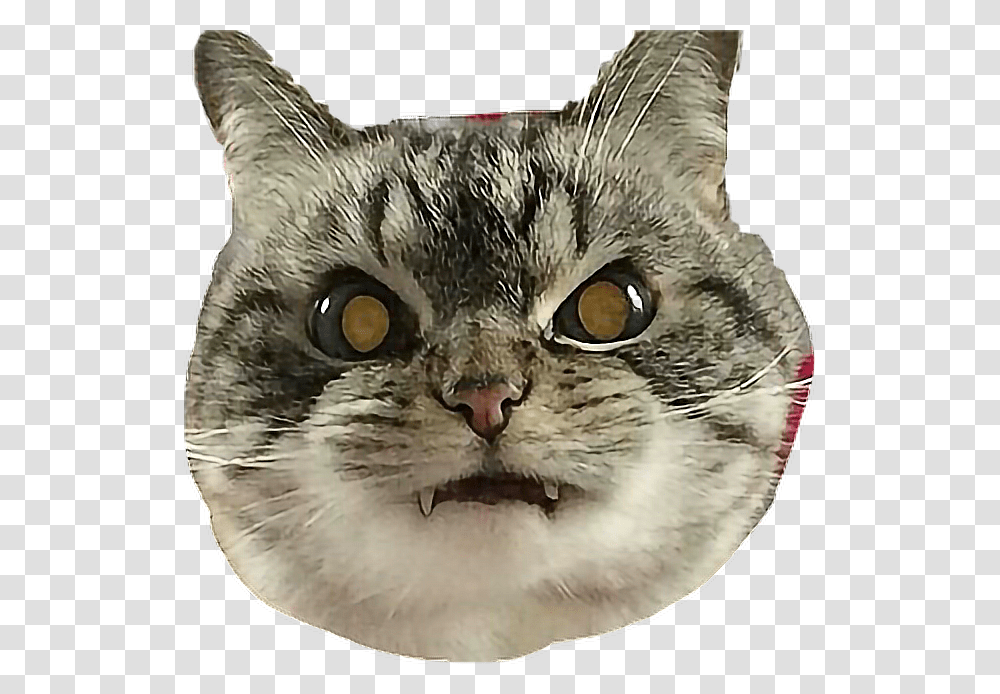 Detail Angry Cat Face Nomer 32