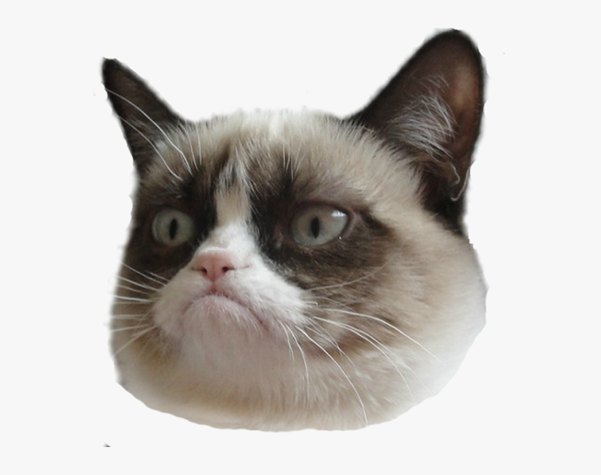 Detail Angry Cat Face Nomer 43