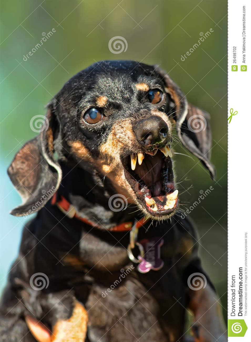 Angry Dachshund - KibrisPDR