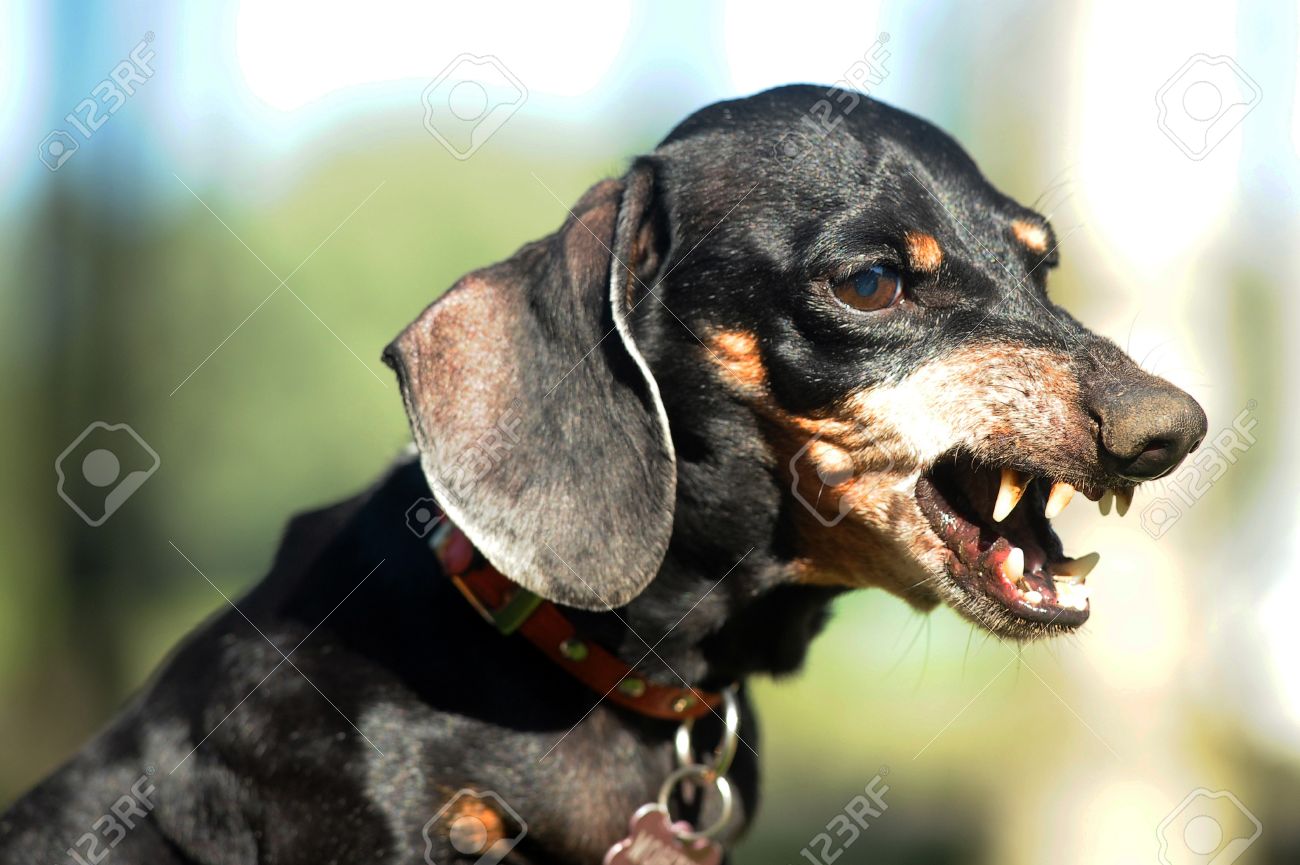 Detail Angry Dachshund Nomer 2