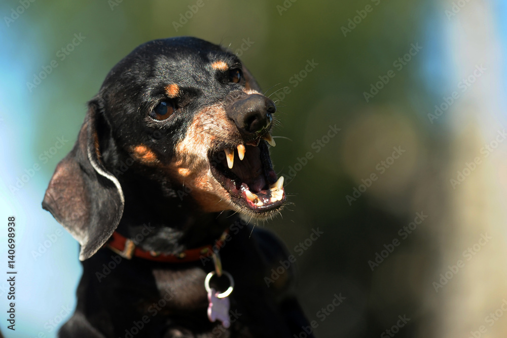 Detail Angry Dachshund Nomer 32