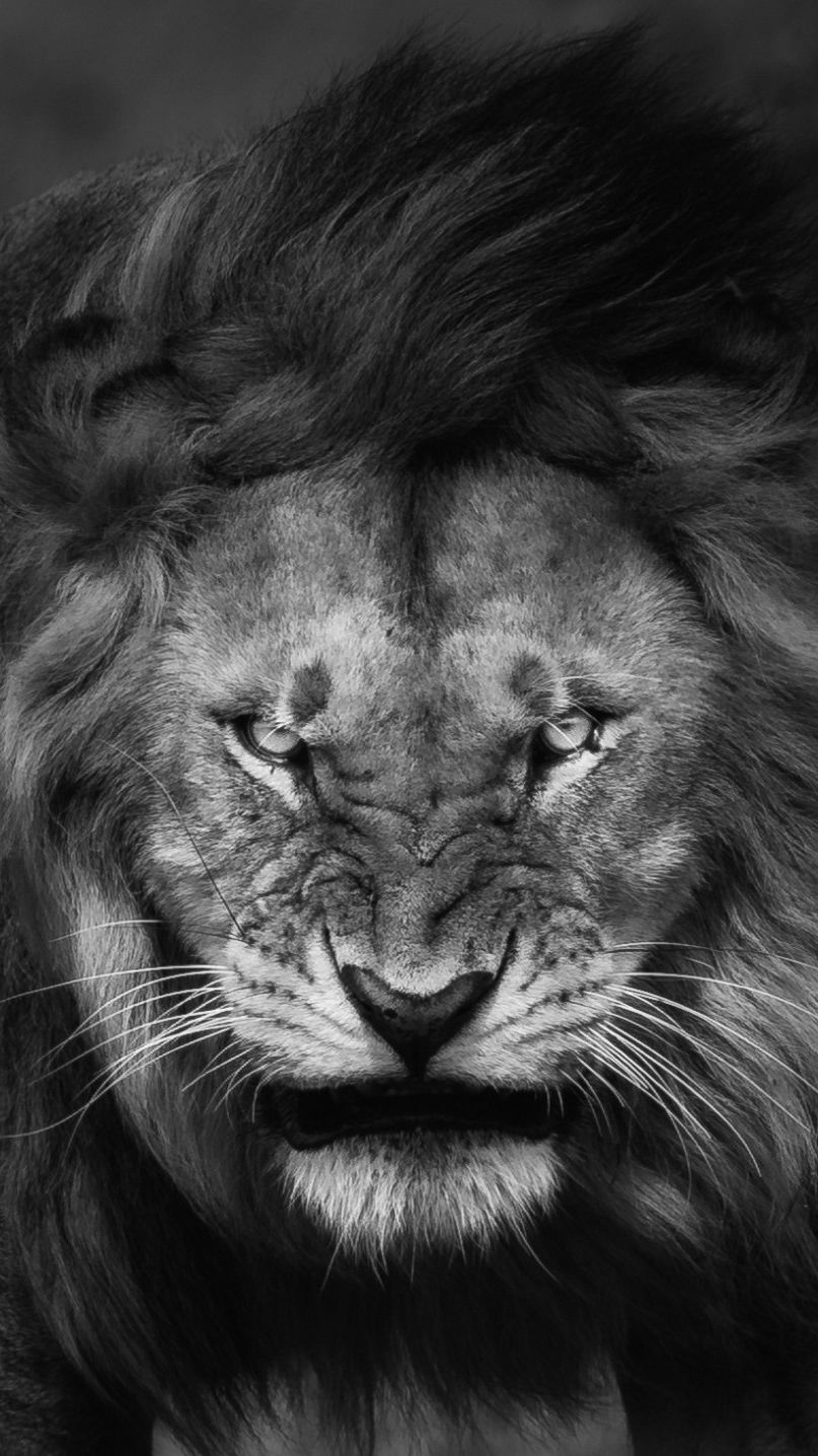 Angry Lion Images Hd - KibrisPDR