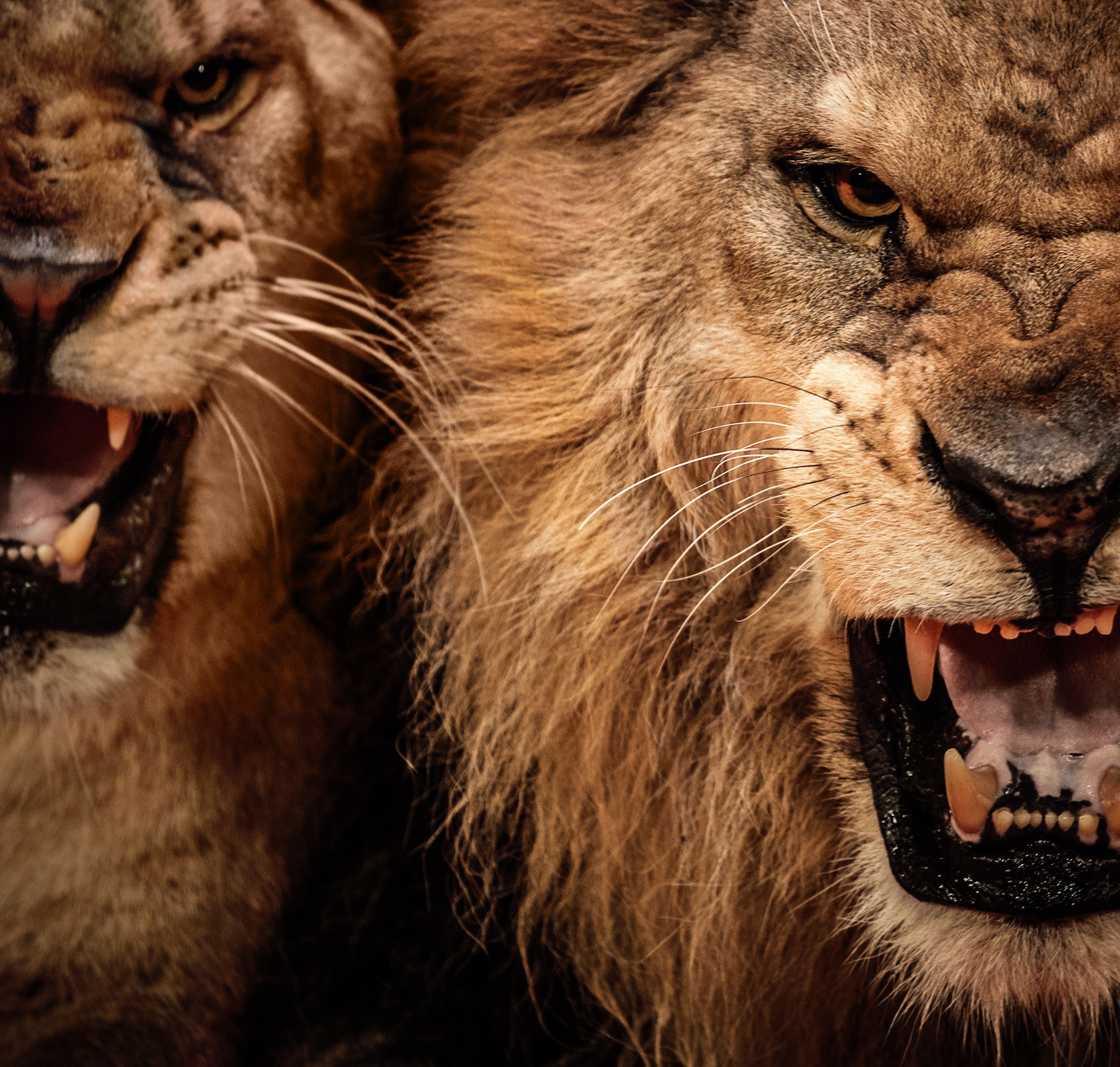 Detail Angry Lion Images Hd Nomer 2