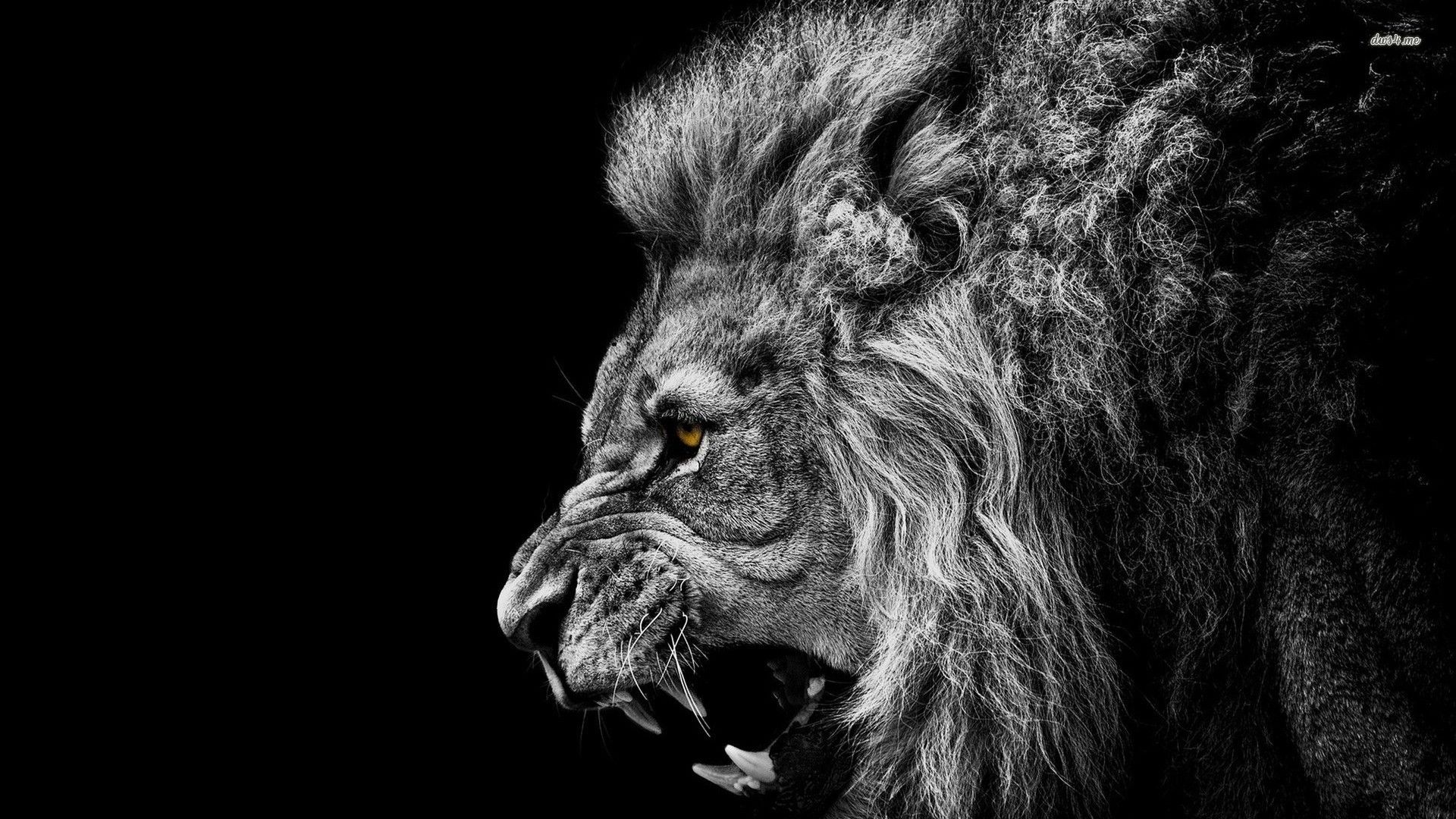 Detail Angry Lion Images Hd Nomer 12