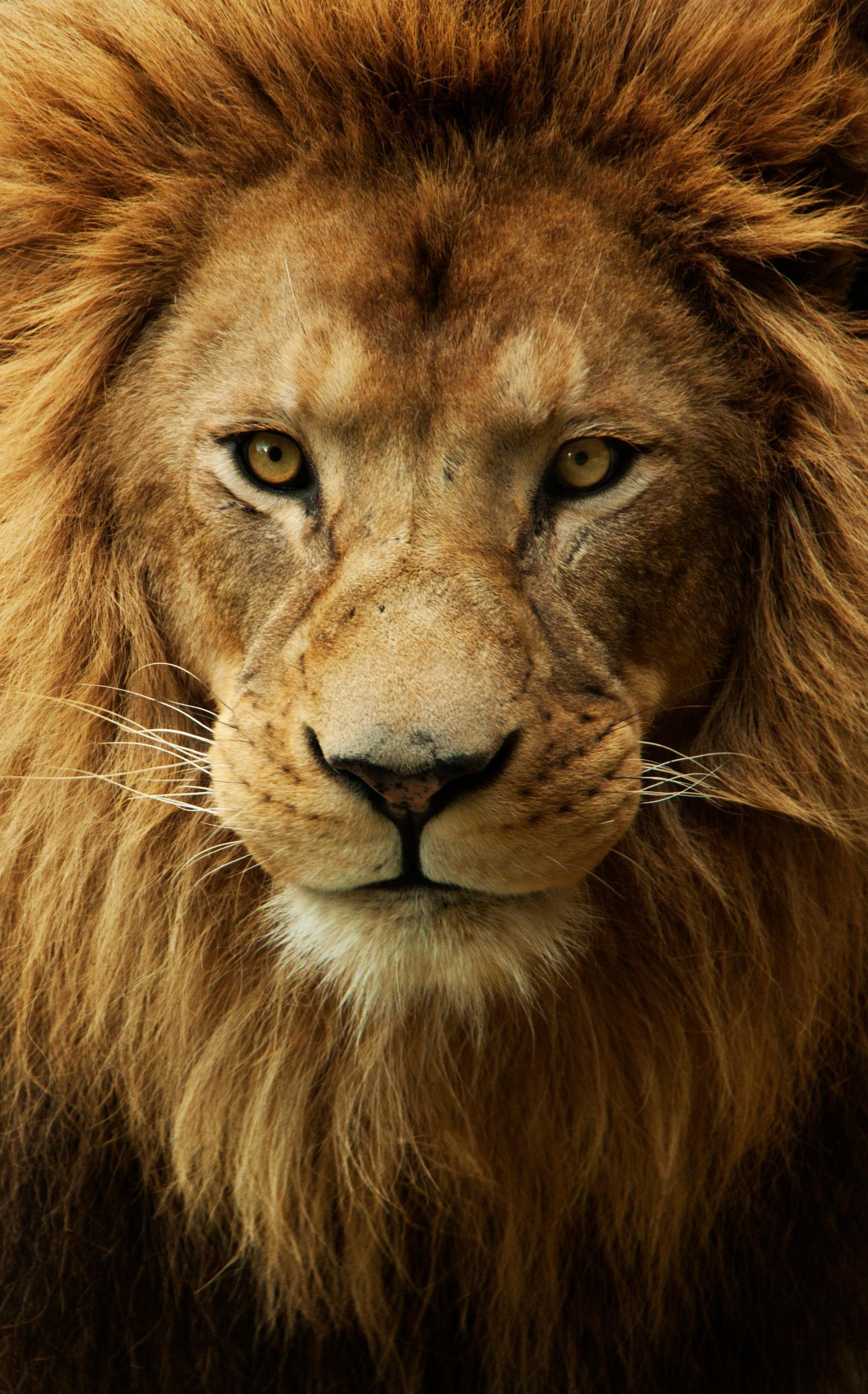 Detail Angry Lion Images Hd Nomer 15