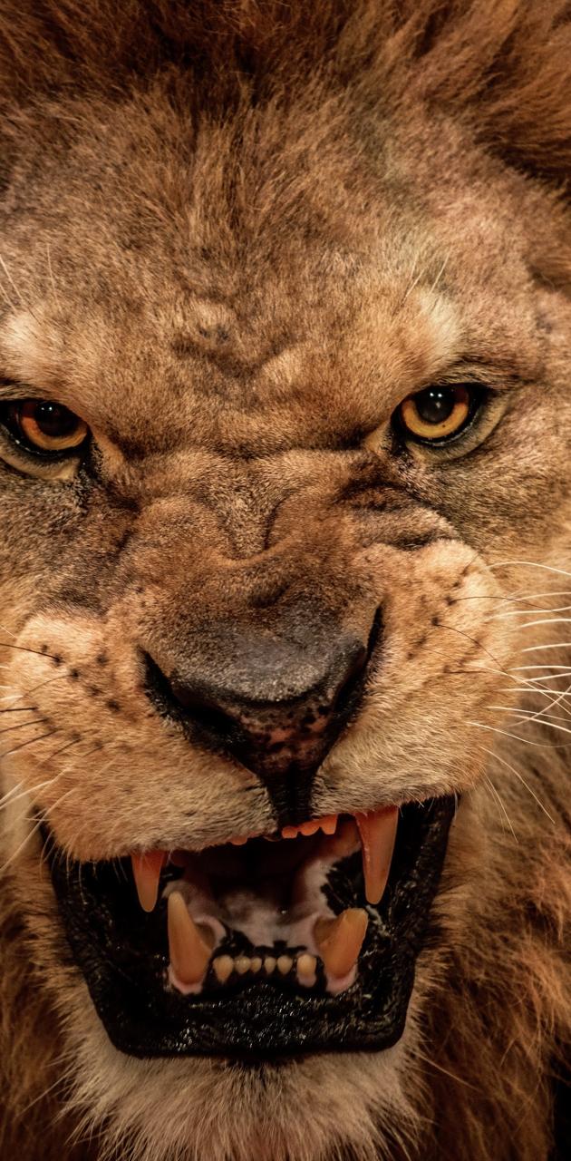 Detail Angry Lion Images Hd Nomer 21