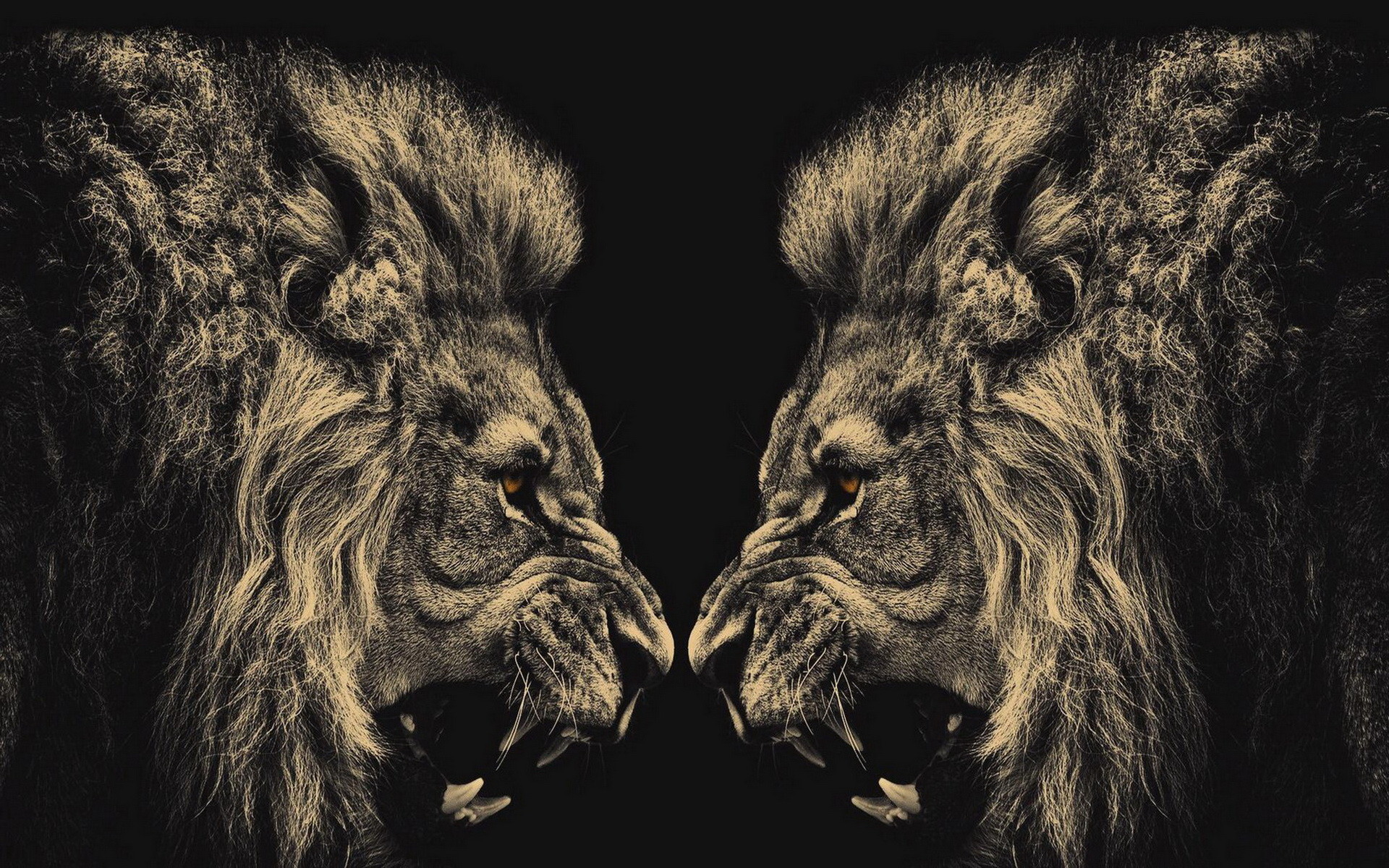 Detail Angry Lion Images Hd Nomer 22