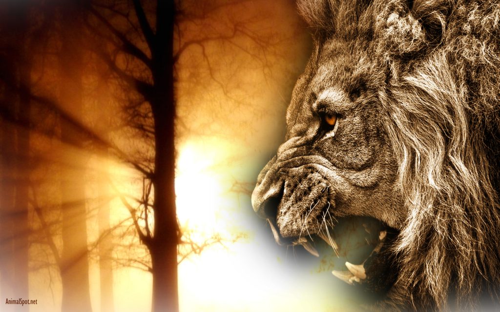 Detail Angry Lion Images Hd Nomer 24