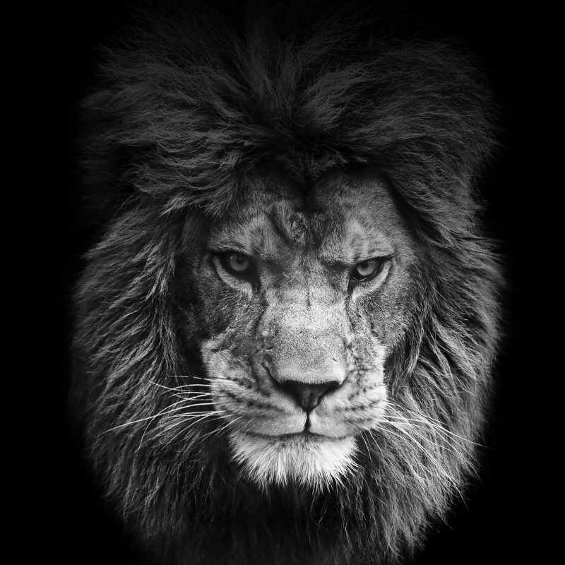 Detail Angry Lion Images Hd Nomer 25