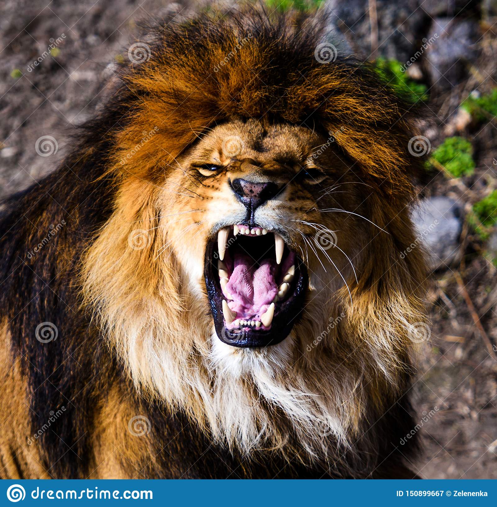 Detail Angry Lion Images Hd Nomer 27