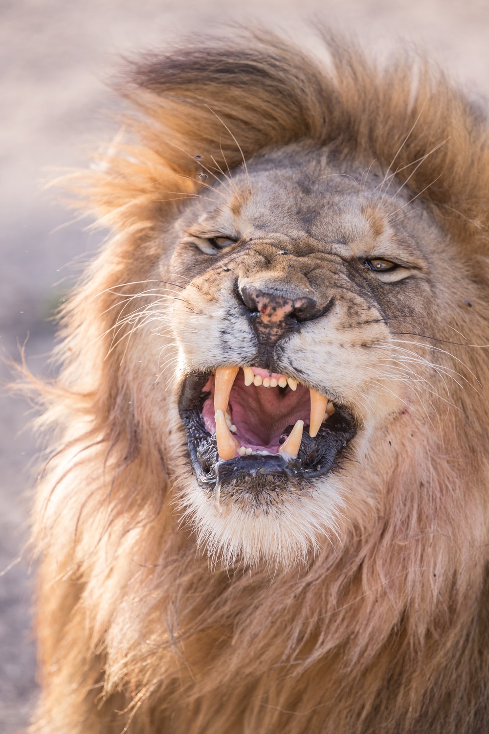 Detail Angry Lion Images Hd Nomer 28