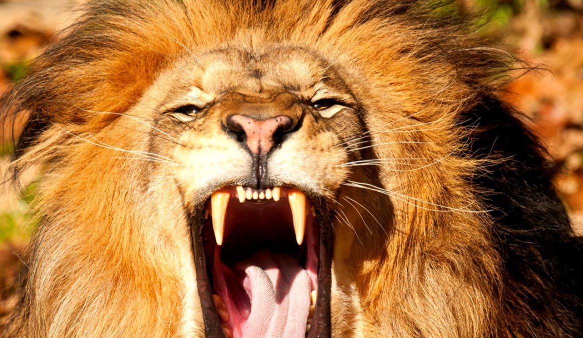 Download Angry Lion Images Hd Nomer 30