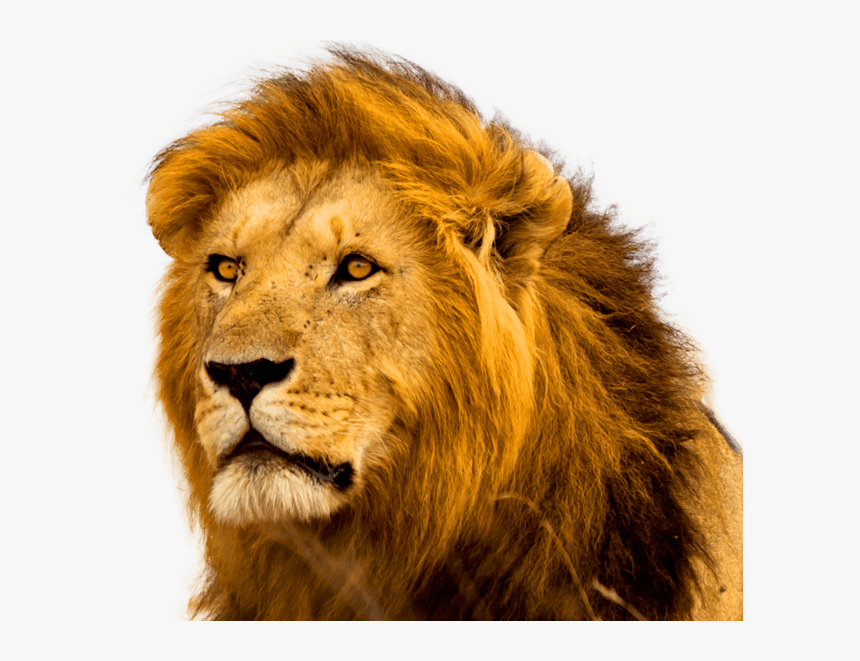 Detail Angry Lion Images Hd Nomer 31