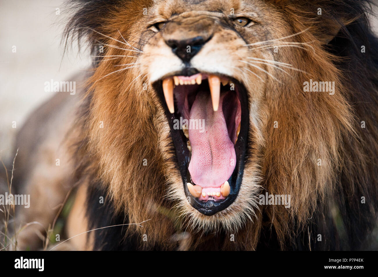 Detail Angry Lion Images Hd Nomer 32