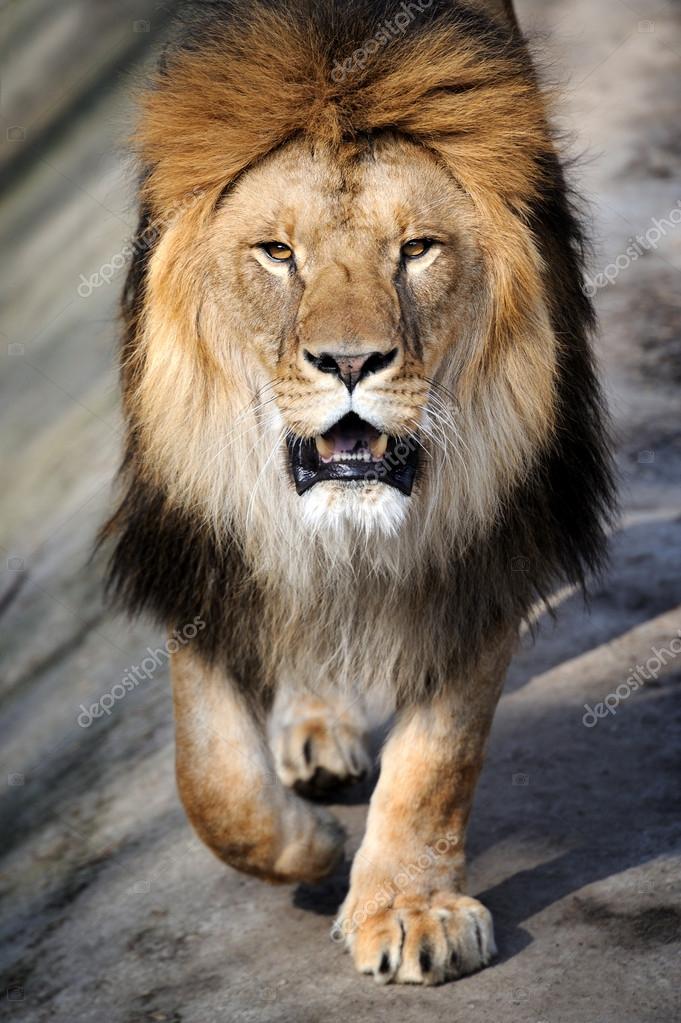 Detail Angry Lion Images Hd Nomer 34