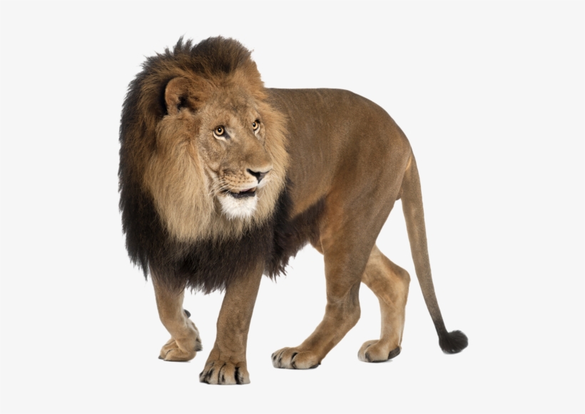 Detail Angry Lion Images Hd Nomer 35