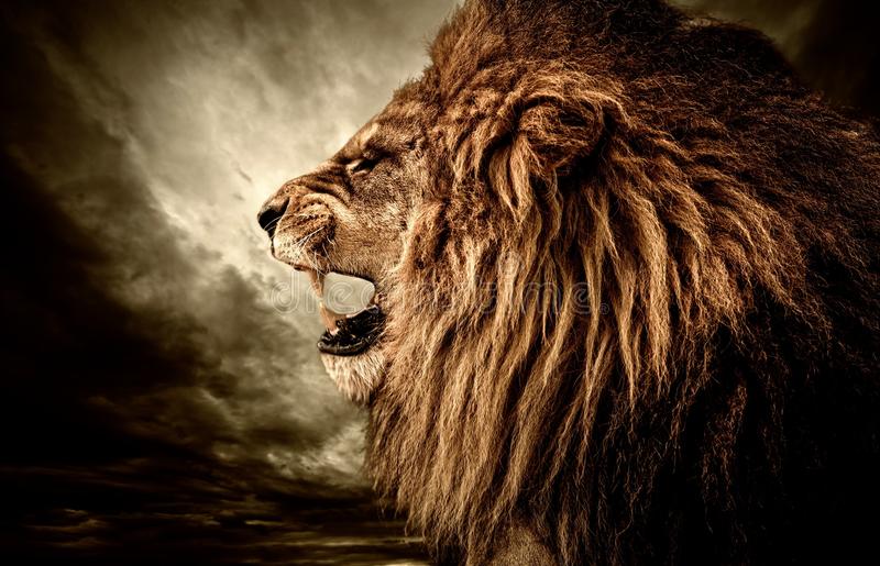 Detail Angry Lion Images Hd Nomer 36