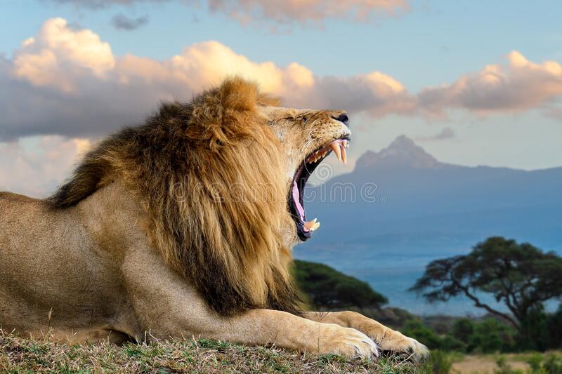 Detail Angry Lion Images Hd Nomer 38