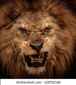 Detail Angry Lion Images Hd Nomer 5