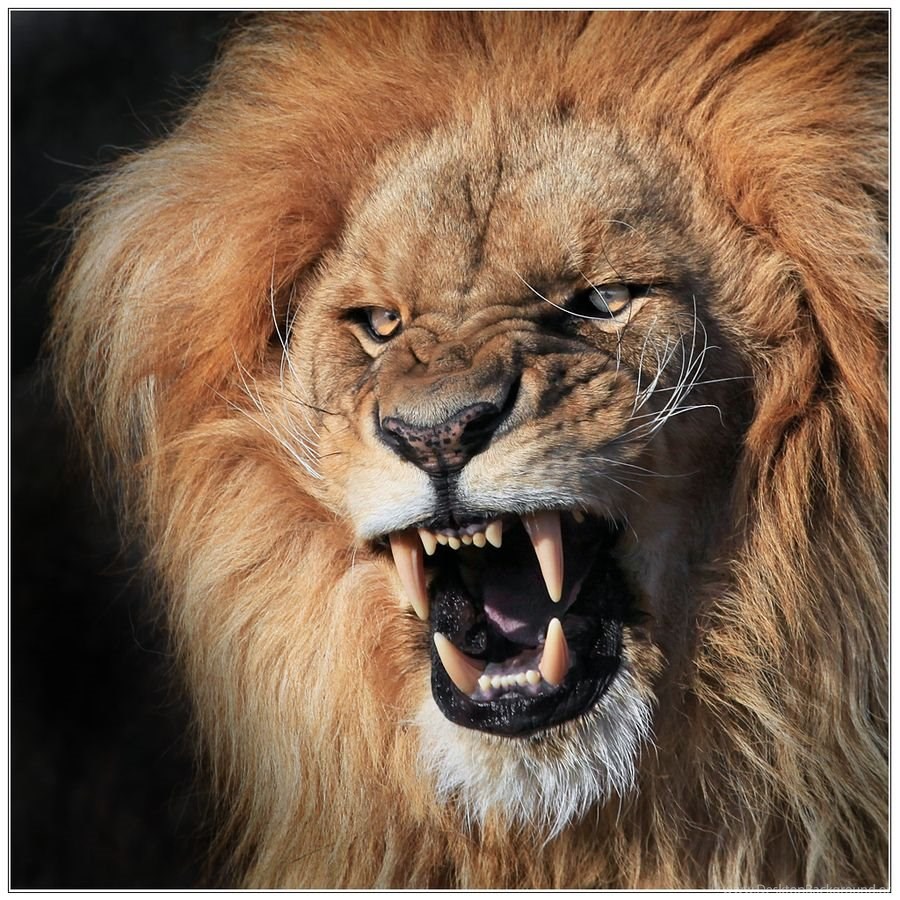 Detail Angry Lion Images Hd Nomer 40