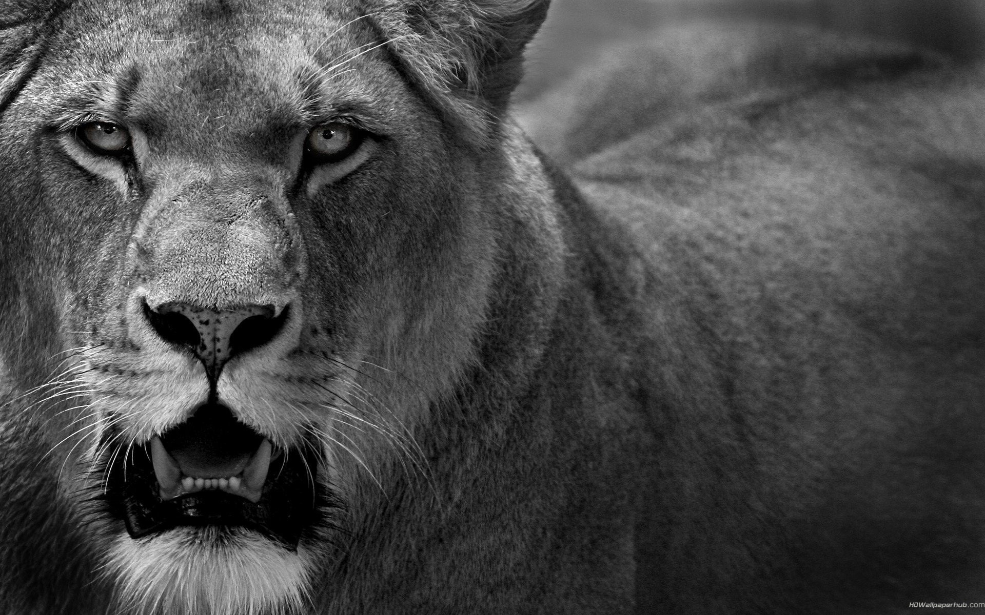 Detail Angry Lion Images Hd Nomer 49