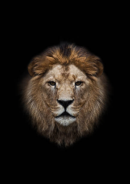 Detail Angry Lion Images Hd Nomer 50