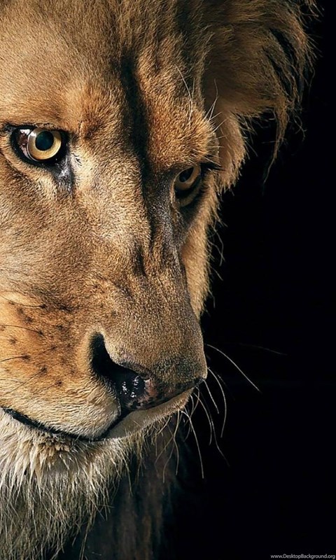 Detail Angry Lion Images Hd Nomer 53