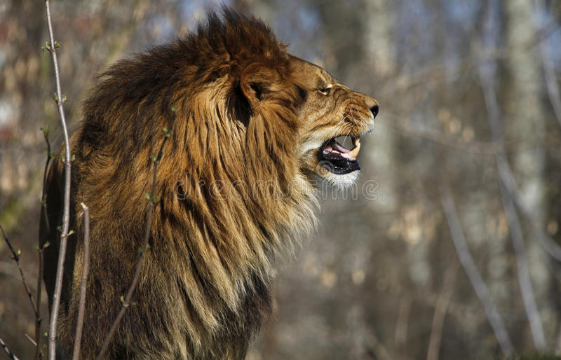 Detail Angry Lion Images Hd Nomer 57