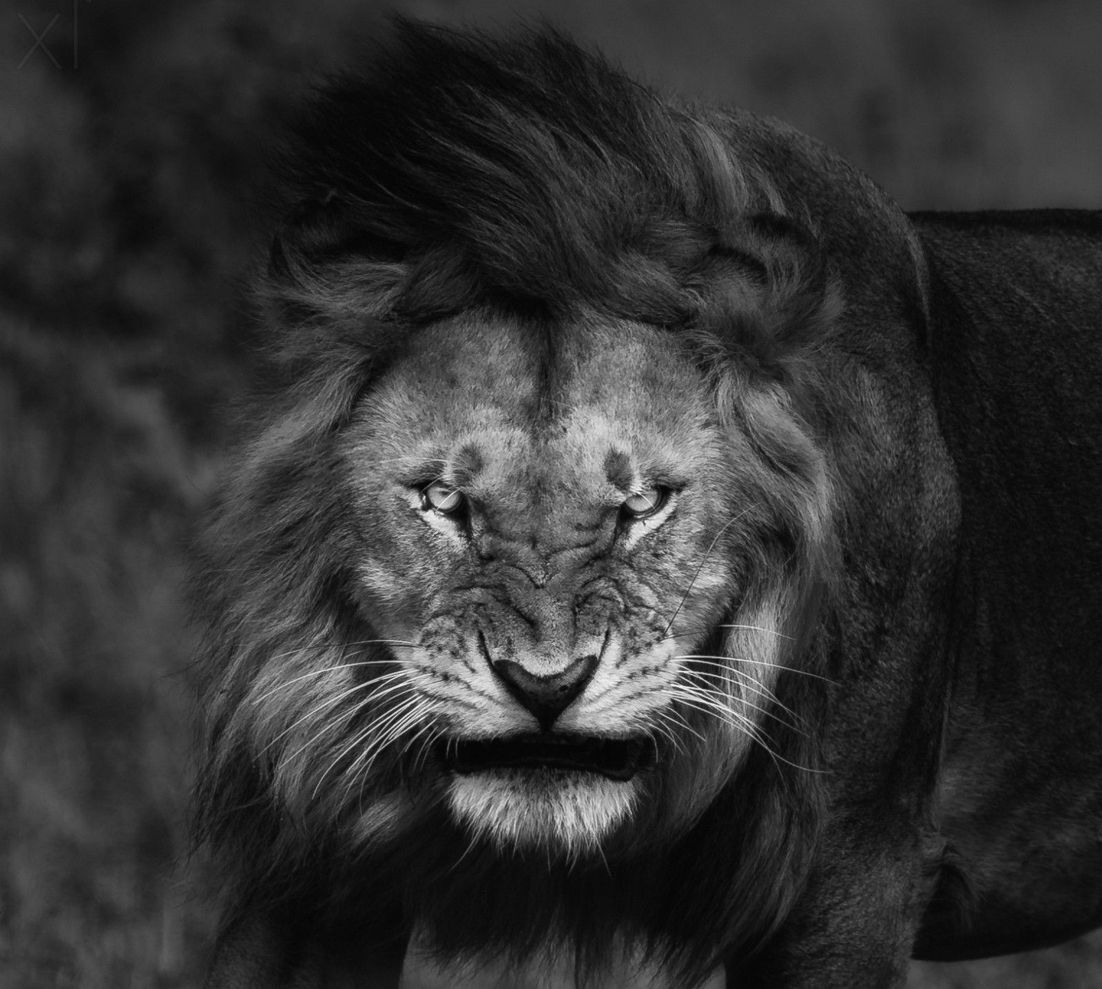 Detail Angry Lion Images Hd Nomer 7