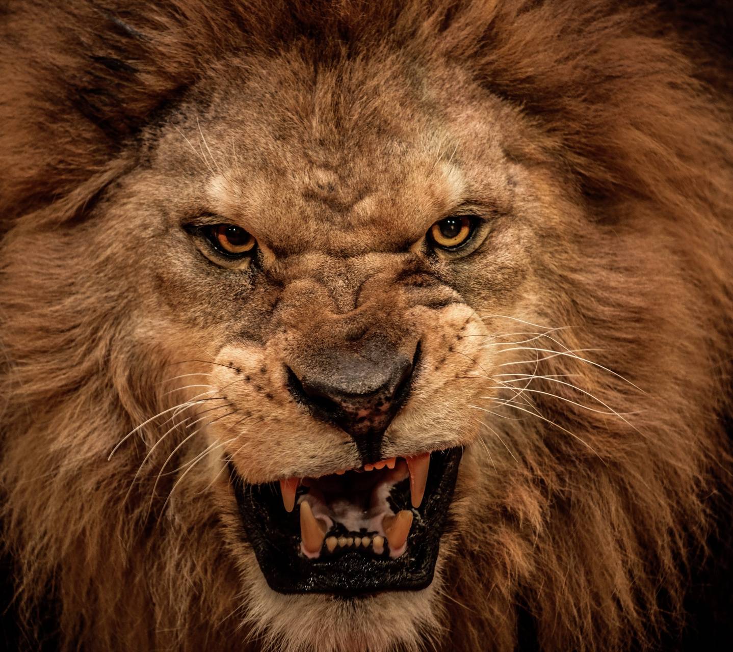 Detail Angry Lion Wallpaper Nomer 24