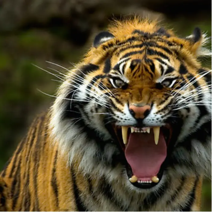 Detail Angry Tiger Nomer 17