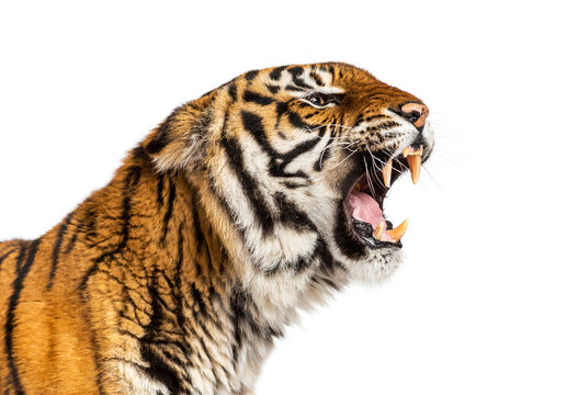 Detail Angry Tiger Nomer 47